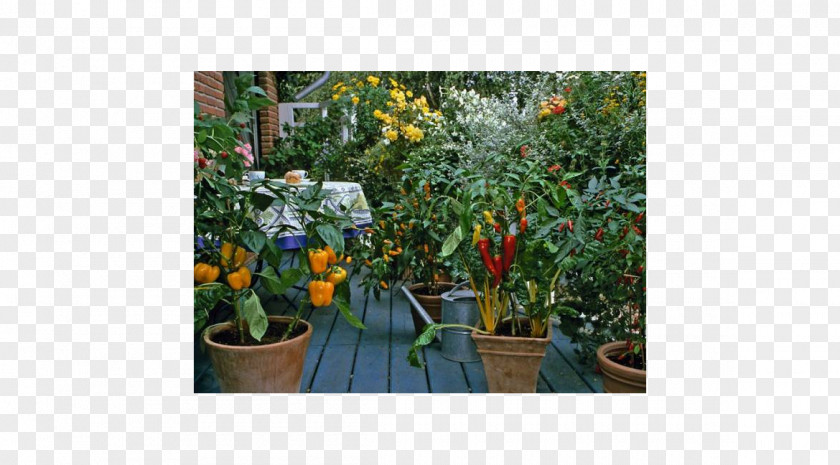 Vegetable Kitchen Garden Gardening Patio PNG