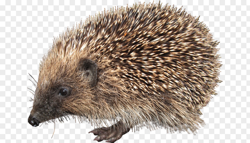 A Hedgehog European Clip Art PNG
