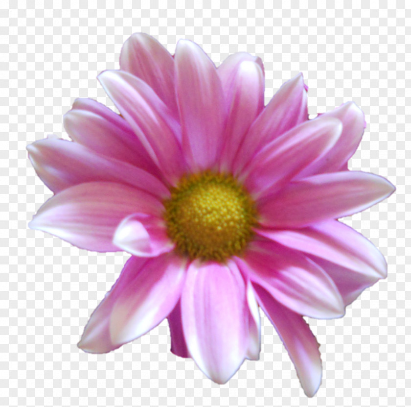 Daisy Common Flower Chrysanthemum Family Clip Art PNG