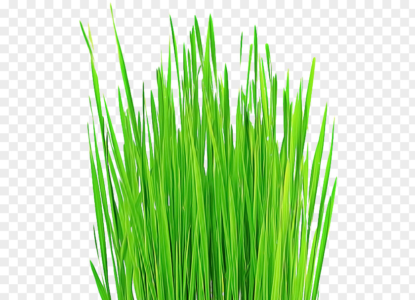 Fodder Chrysopogon Zizanioides Grass Green Wheatgrass Plant Family PNG