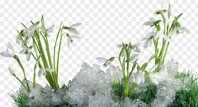 Icicles Galanthus Nivalis Perce-neige Snow Flower Winter PNG