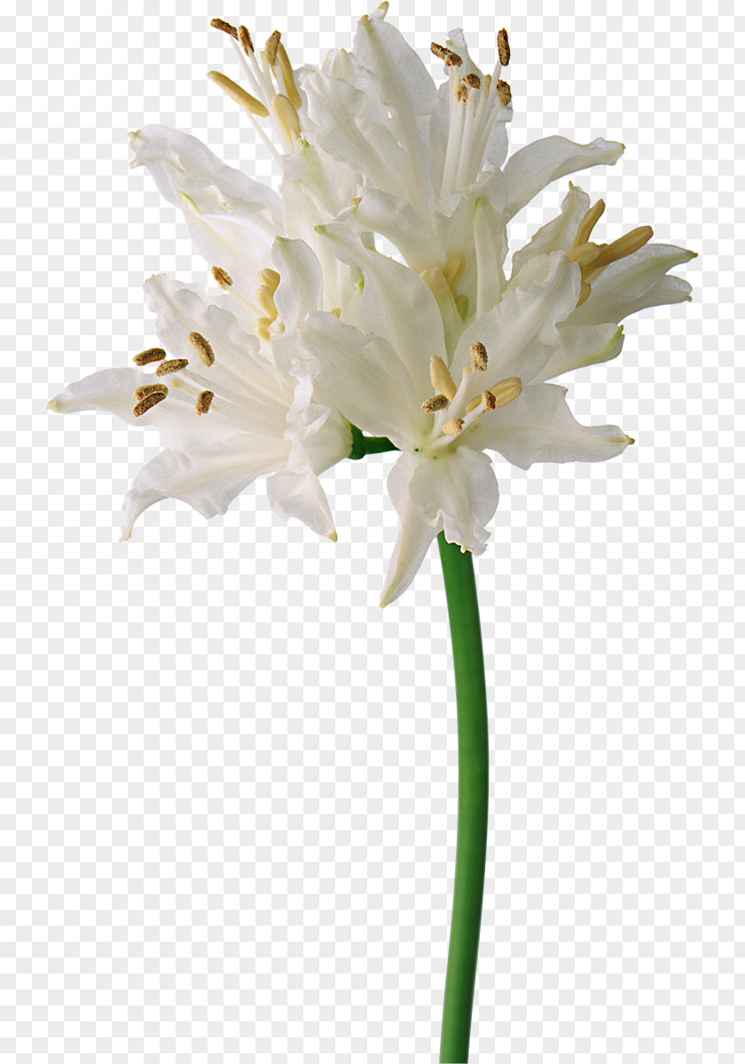 Lily Flower White PNG