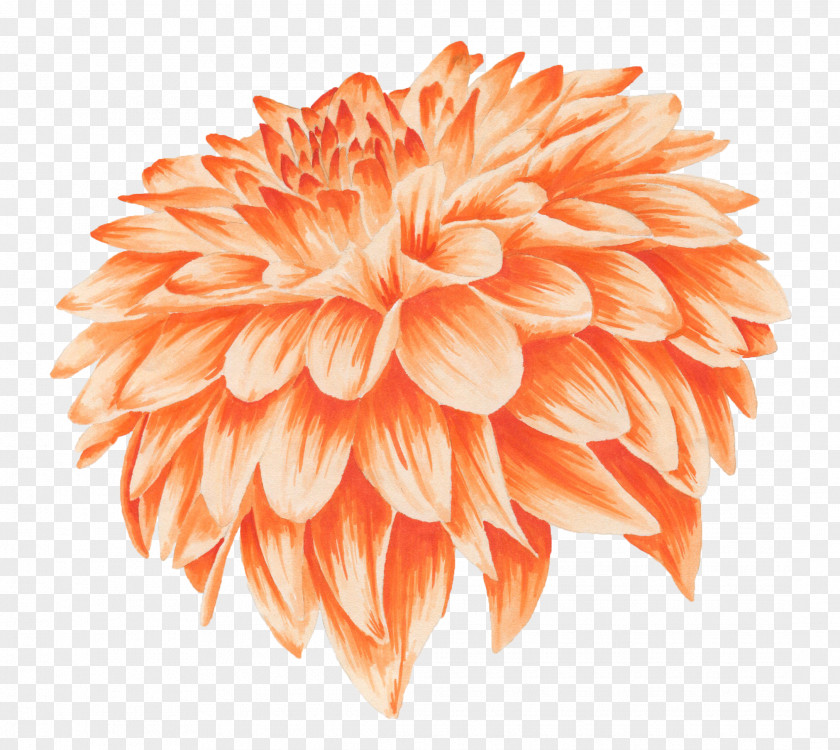 Orange Chrysanthemums Flower Chrysanthemum Yellow Watercolor Painting PNG