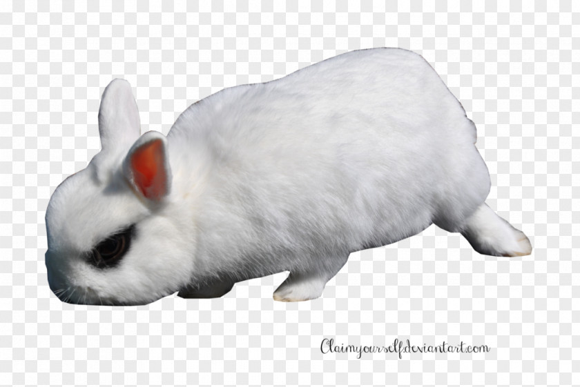 Rabbit White Hare European Domestic PNG