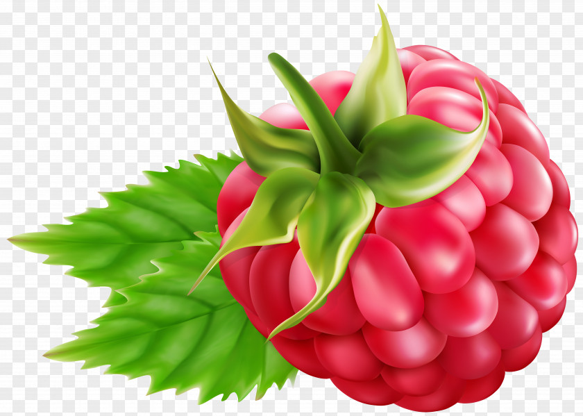 Raspberry Blackberry Fruit Clip Art PNG