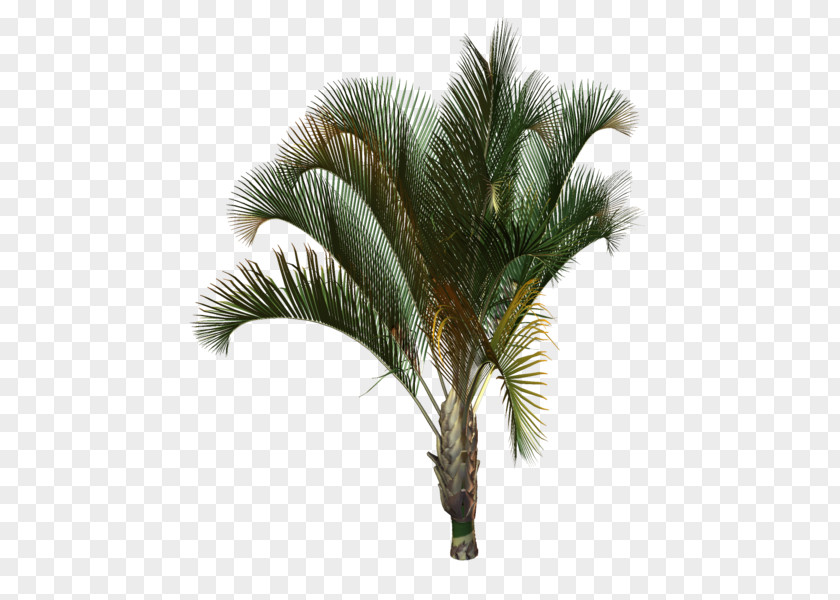 Tree Arecaceae Plant Drawing Areca Palm PNG