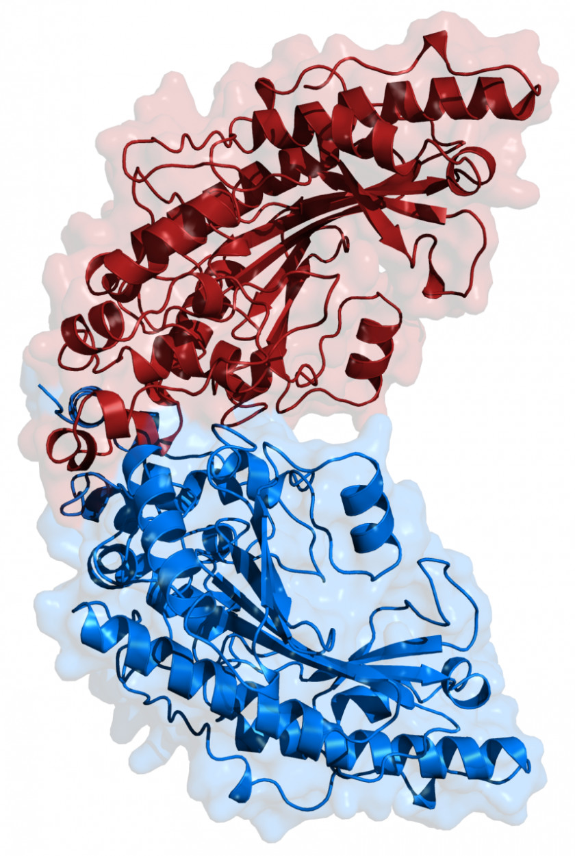 Brain Creatine Kinase Creatinine Adenosine Triphosphate PNG