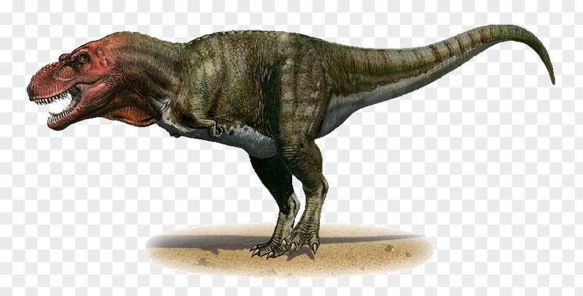 Dinosaurs Tyrannosaurus Late Cretaceous Dinosaur Torvosaurus PNG