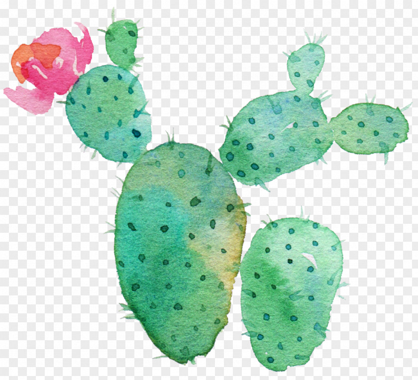 Green Cactus Cactaceae Succulent Plant Drawing Printing PNG