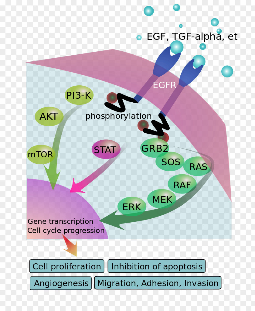 Pathways Epidermal Growth Factor Receptor Signal Transduction PNG