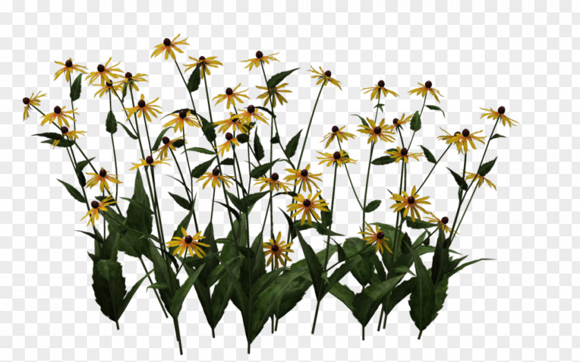 Blackeyed Susan Coneflower PNG