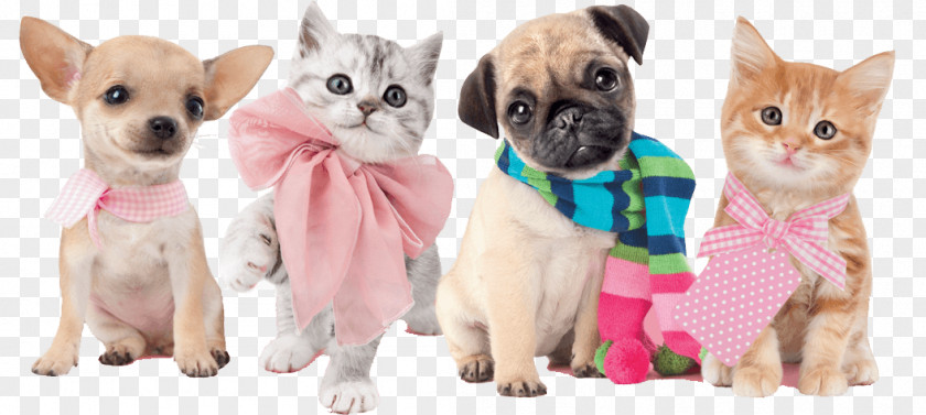 Models Gilr Kitten Chihuahua Puppy Zen Cart Dog Breed PNG