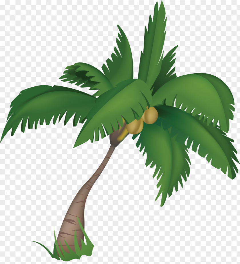 Palm Tree Arecaceae Attalea Princeps Plant PNG