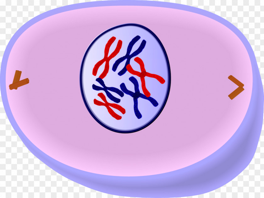 Prophase Mitosis Anaphase Metaphase Interphase PNG