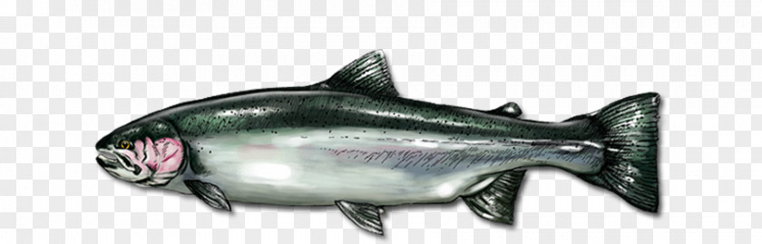 Steelhead Flies Coho Salmon Oily Fish As Food Marine Biology PNG