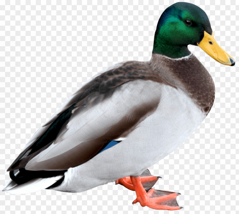 Duck Mallard PNG