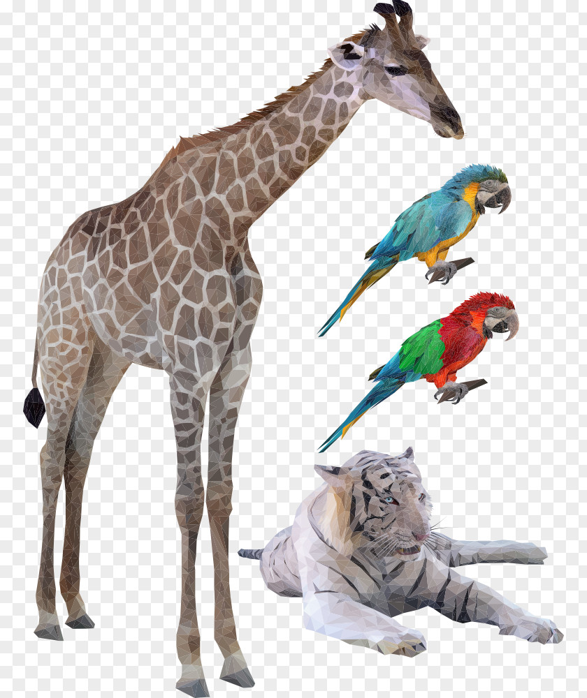 Giraffe Vector Birds Northern Euclidean Illustration PNG