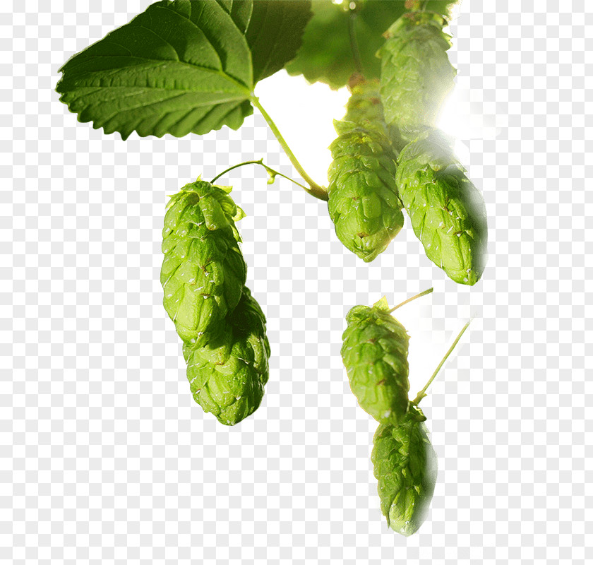 Heineken Common Hop Hops Leaf Plant PNG