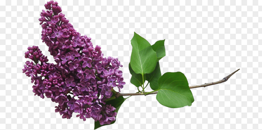Image Adobe Photoshop Lilac Centerblog PNG