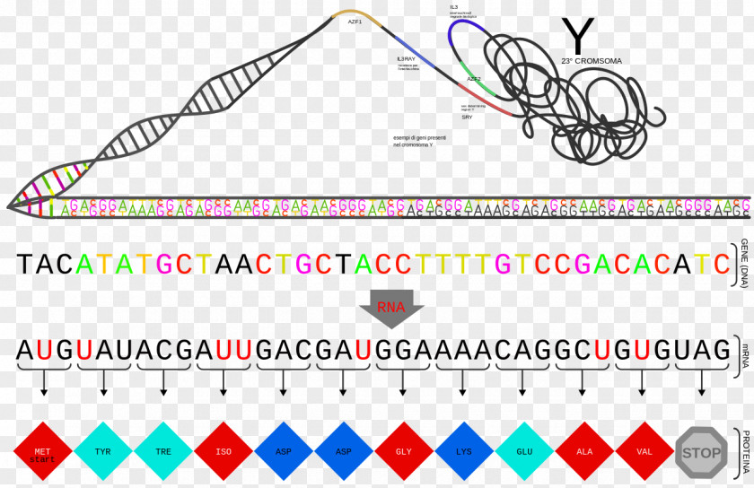 Protein Gene Clip Art PNG