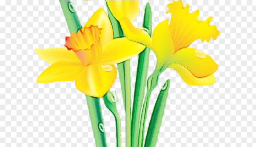 Flowerpot Petal Cut Flowers Yellow Flower Narcissus Clip Art PNG