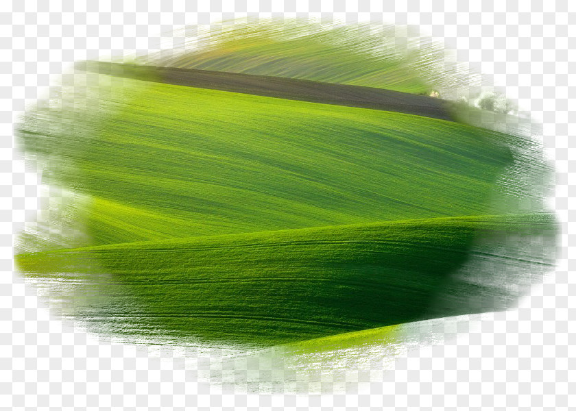 Leaf Green PNG