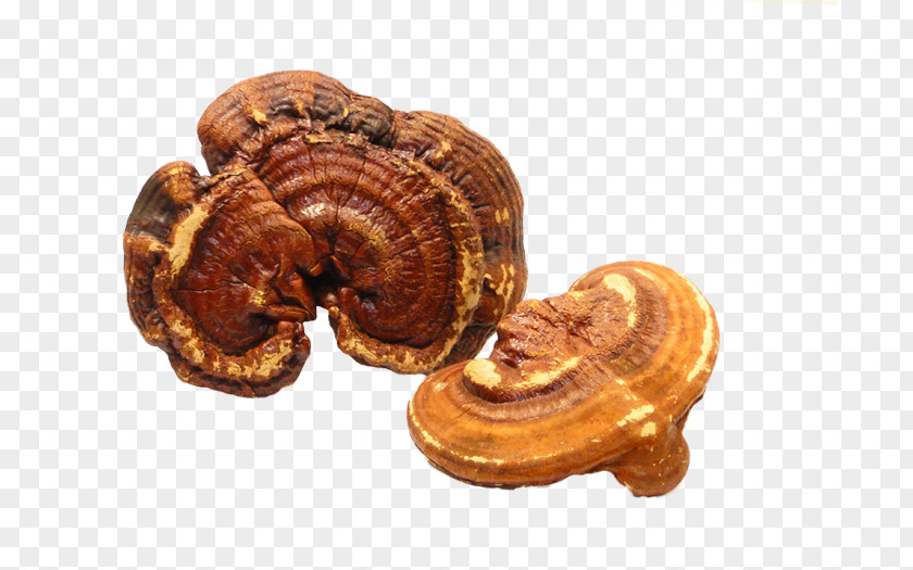 Reishi Mushroom Lingzhi Fungus Superfood Medicine PNG