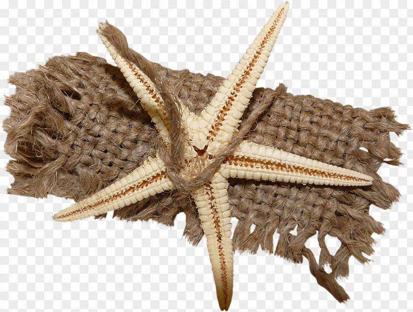 Rope Starfish Clip Art PNG