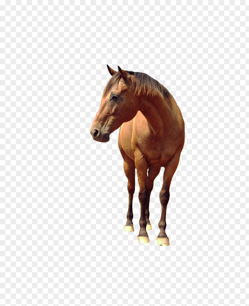 Horse Image PNG