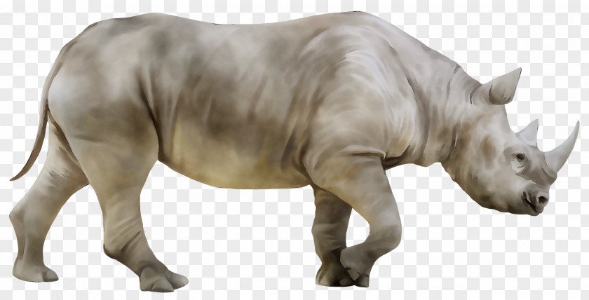 White Rhinoceros Stock Photography Hippopotamus PNG