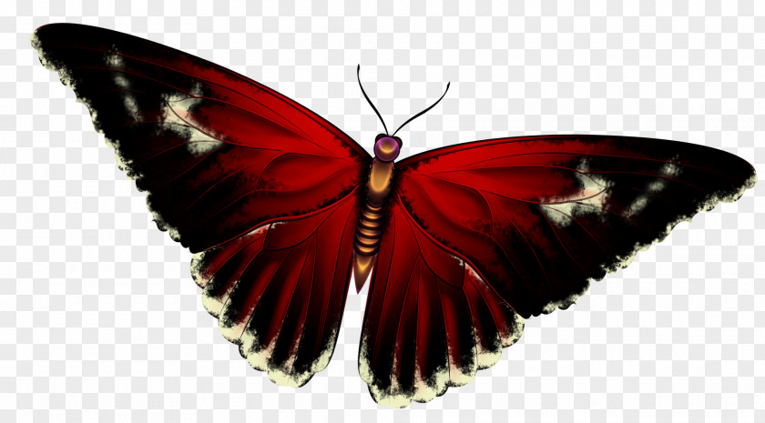 Butterfly Photography Clip Art PNG