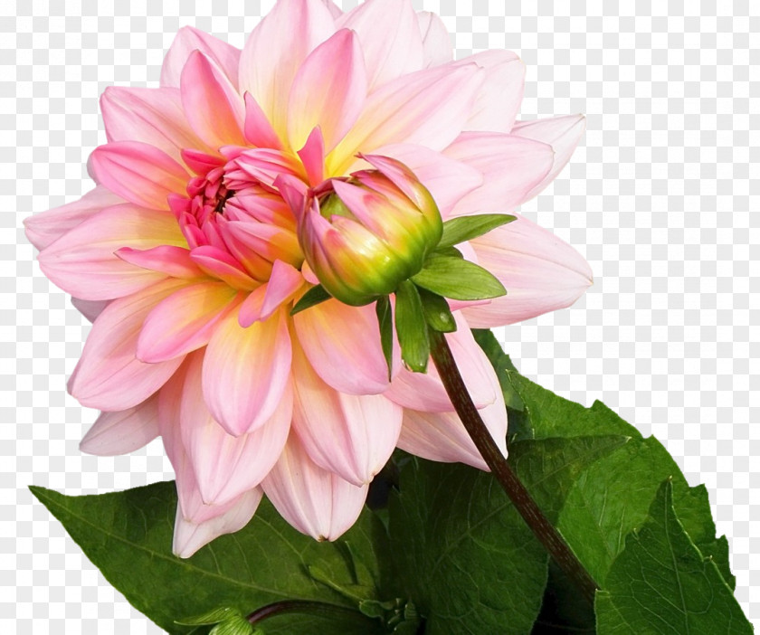 Dahlia Image Living Room Garden Daisy Family PNG