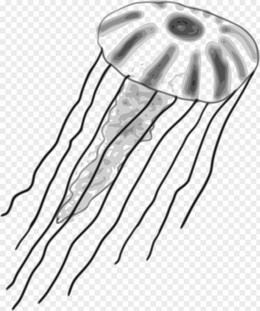 Lion's Mane Jellyfish Clip Art PNG
