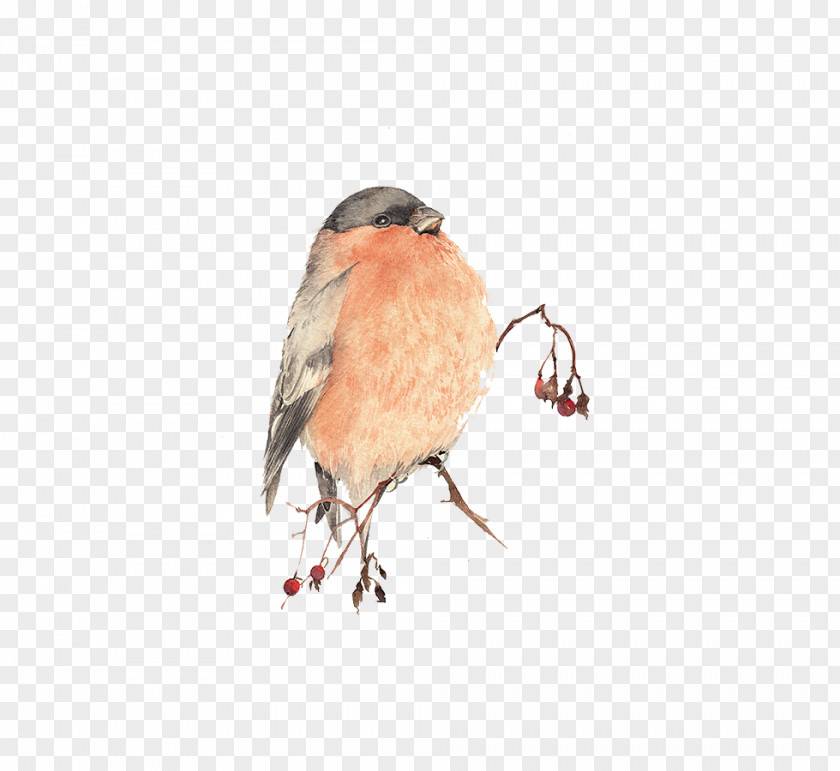 Pink Birds Bird Watercolor Painting PNG