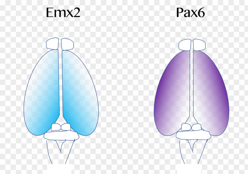 The Expression Of Cerebral Cortex Brain Neocortex PAX6 PNG