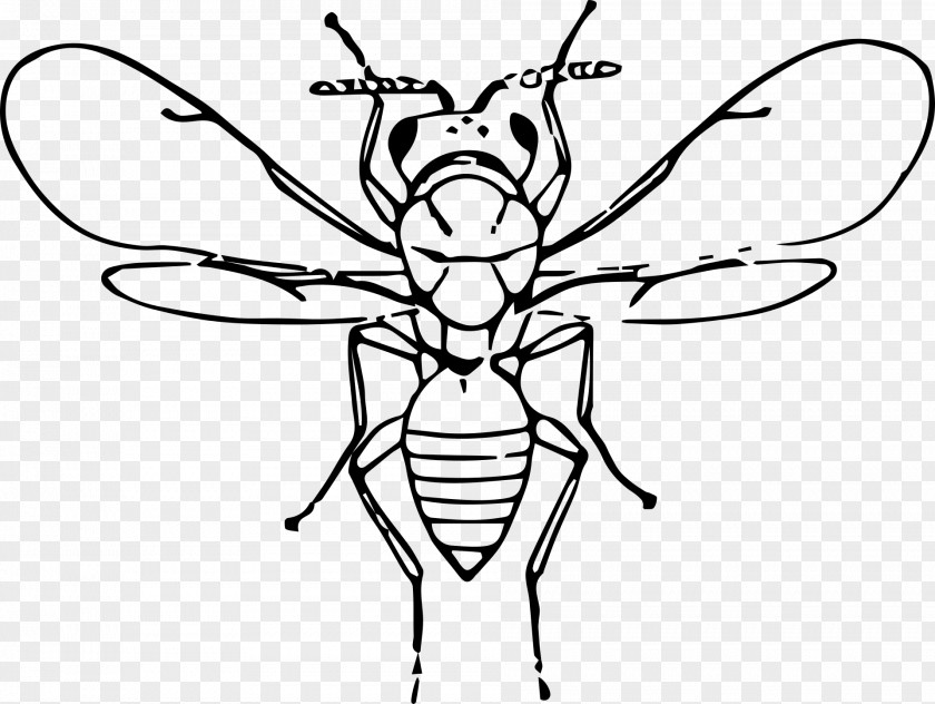Insects Line Art Clip PNG