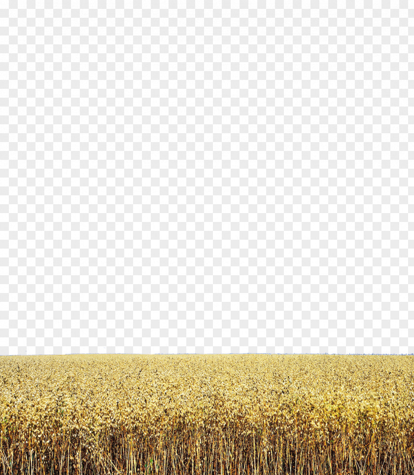 Wheat Harvest Grassland Rye Crop PNG