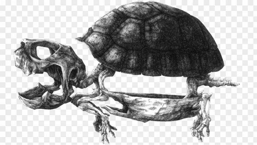 Black And White Dry Turtle Shells Paper Drawing Artist Illustration PNG