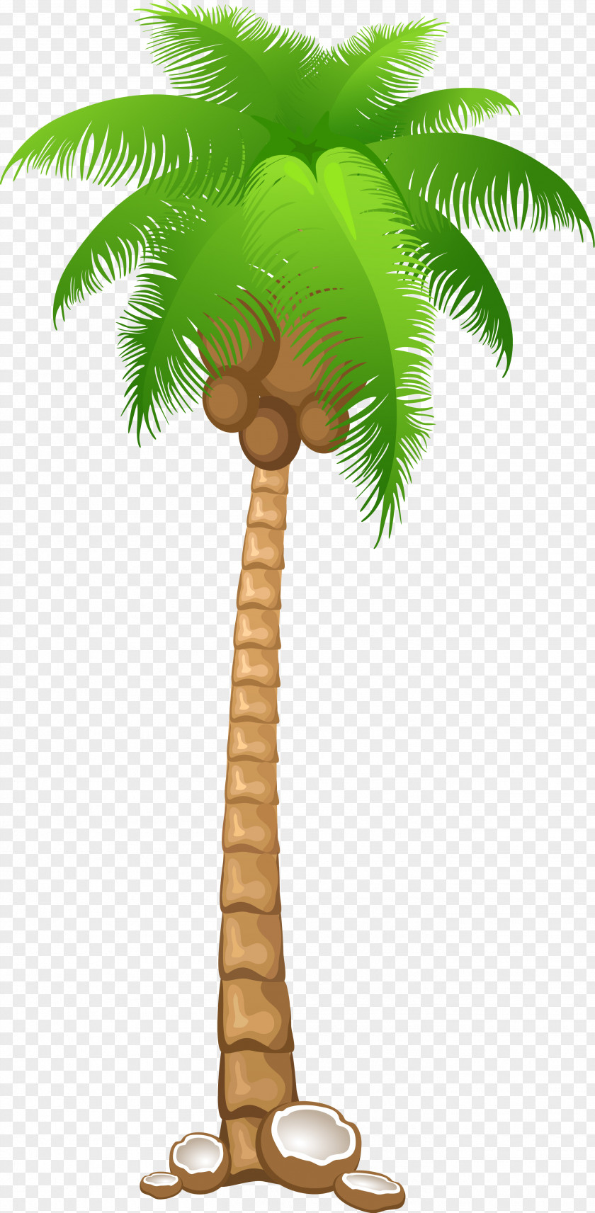Palms Arecaceae Tree Clip Art PNG