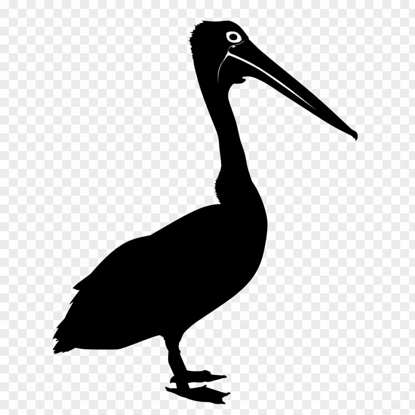 Bird Australian Pelican Silhouette Clip Art PNG