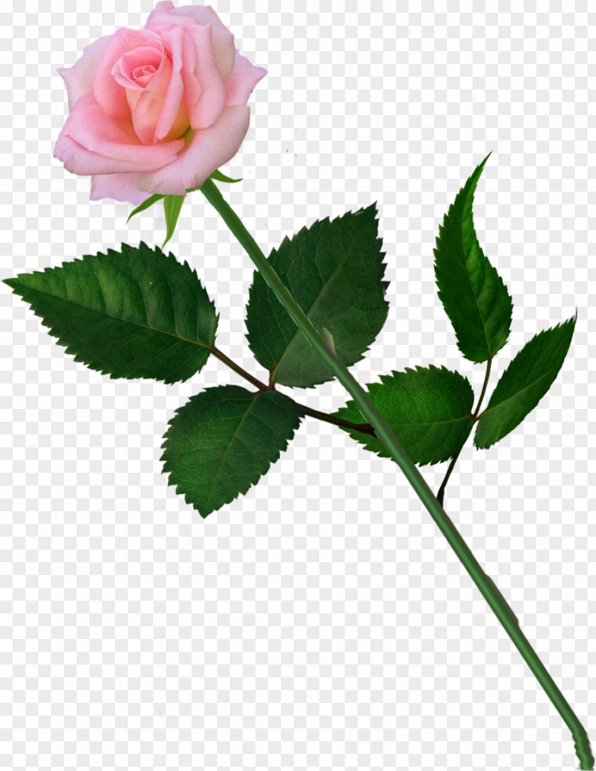 Bugatti Type 55 Garden Roses Cabbage Rose Naver Blog Petal PNG