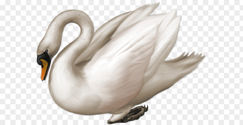 Mute Swan Clip Art PNG