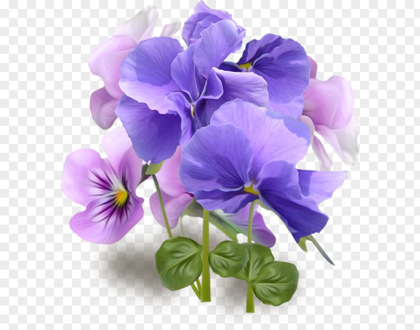 Pansy Flower Violet Clip Art PNG