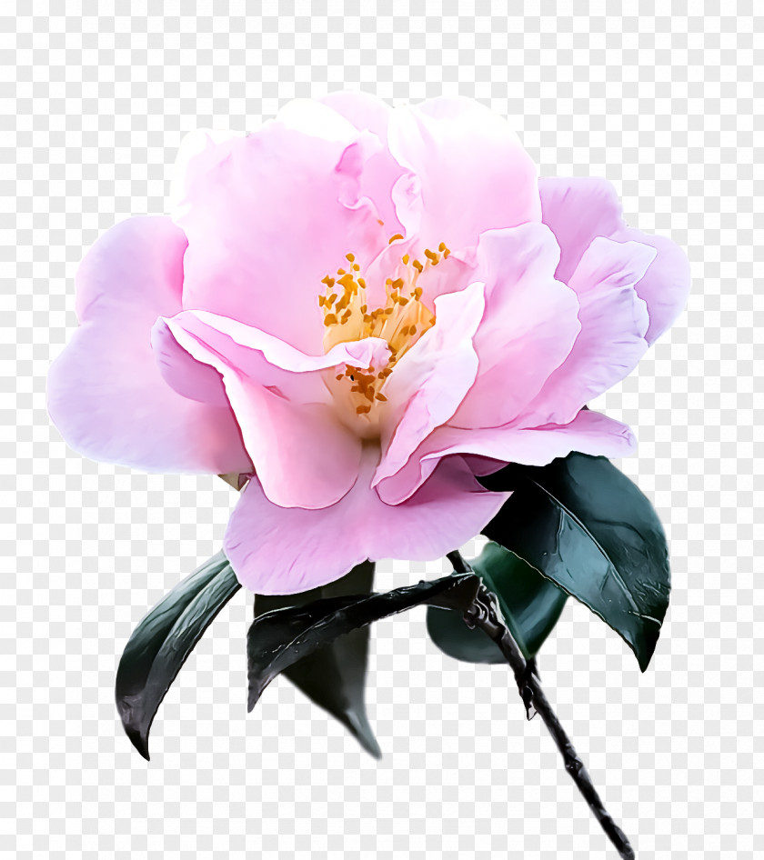 Sasanqua Camellia Cut Flowers Peony Petal Flower PNG