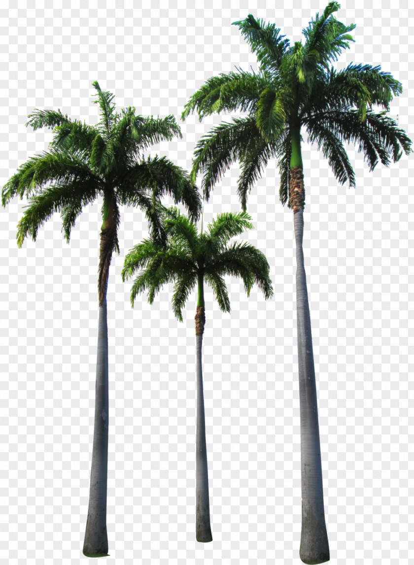 Elaeis Vegetation Palm Tree PNG