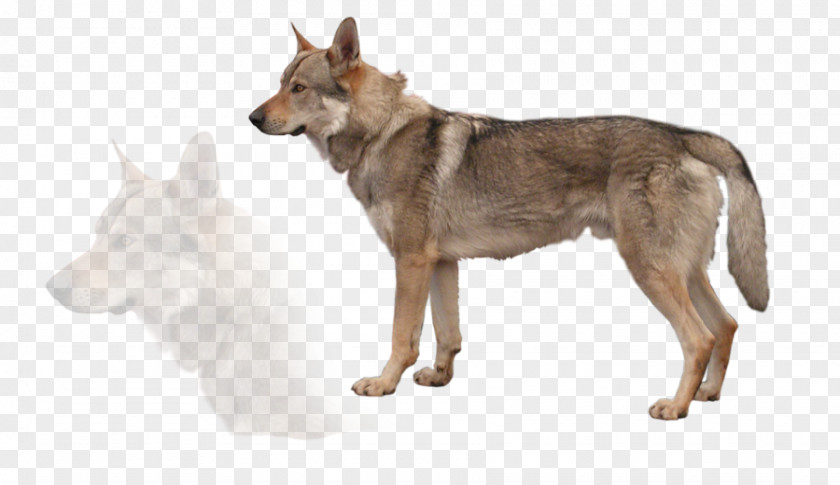 Kurt Wiesenfeld German Shepherd Czechoslovakian Wolfdog Saarloos White Tamaskan Dog PNG