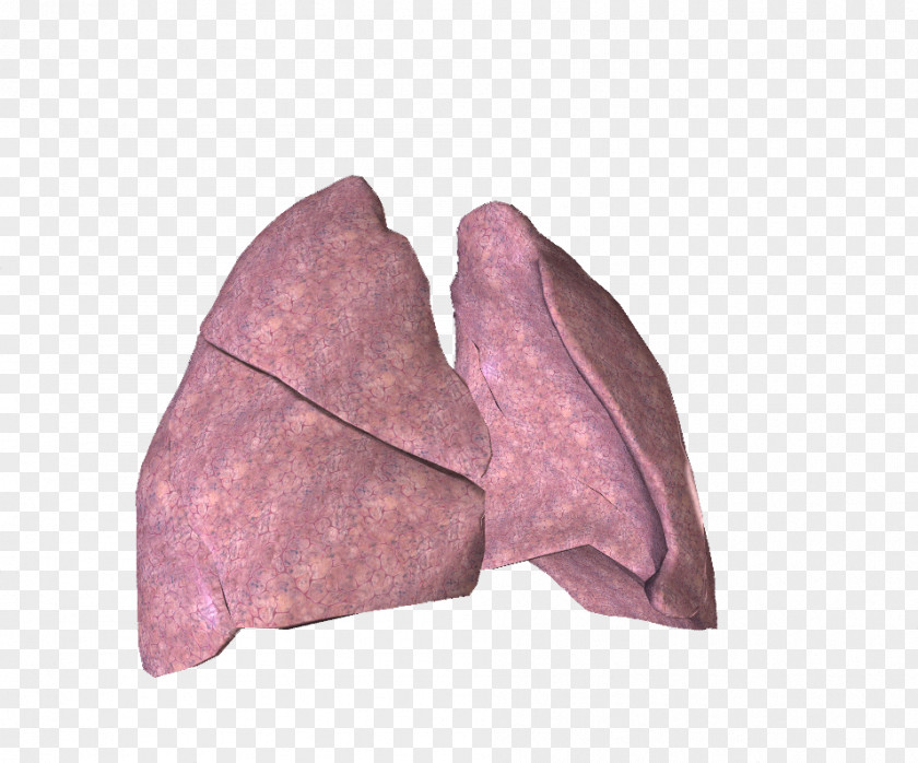 Lung Bronchus Bronchiole Thoracic Diaphragm Trachea PNG