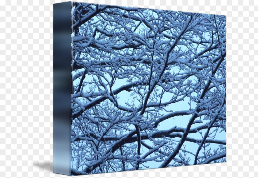 Winter Twig Branch Tree Snow PNG