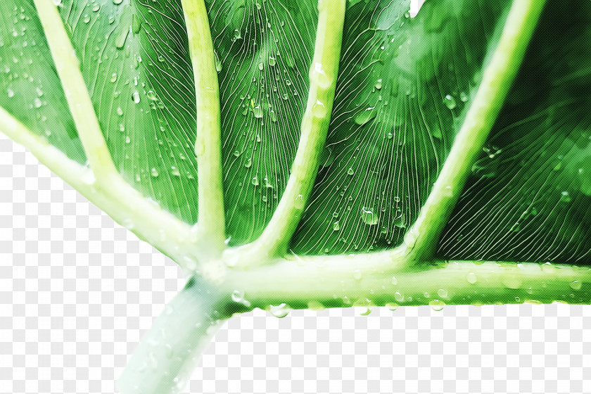 Aloe Vera PNG