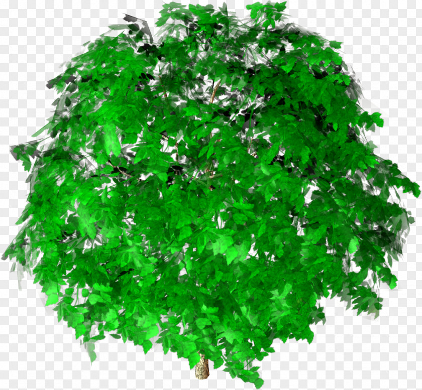Architectural Tree Plan Green Shrub Leaf Branching PNG